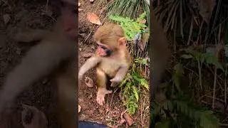 monkey family #moki #baby 🐒🐒🐵🙈🐕🙉