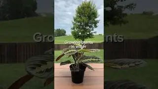 Steps to growing plants in water #hydroponics #plantgrowth #waterplants
