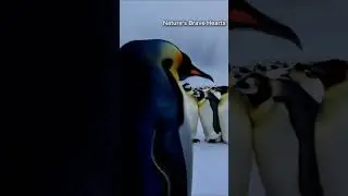 Antarctic Blizzard: Emperor Penguins Shield Their Chicks from the Frozen Fury ❄️🐧