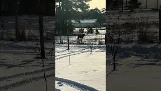 Because it is just so pretty! #HomesteadingVlog #snowmageddon 2026 #FarmLife #Homestead #Winter2026