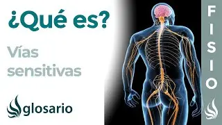 VÍAS SENSITIVAS | Qué son, dónde se originan y terminan, función y lesiones