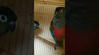 #birds #pets #hearttouching #heart #peace #viral_video #karnataka #trending #trend #kannada #conures