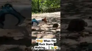 Dog Finally Solves Moving Rock Mystery