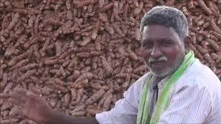 Turmeric seed selection in ZBNF method Kadapa district