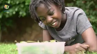 How to make an insect breeding box at home