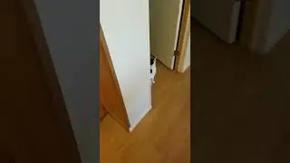 Santa Thanks Cats