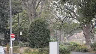 Tokyo Snowfall 11/02/2019 part 2 Yokoami, Ryogoku, Sumida (Yokoamicho Park entrance)