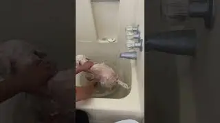 My maltipoo is having a shower, pet armor shampoo 