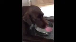 Milly - Choc Labrador cross German Wirehaired Pointer