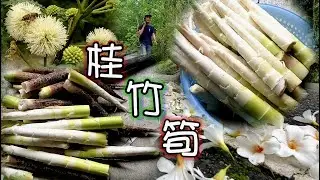 桂竹筍季節到了。The season for bamboo shoots has arrived again/瑀爸YingziJin_110#138