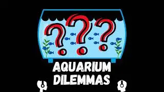 Do Fish Make Good Pets?