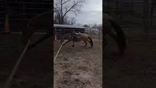#adding #jumping to #western #mustang #horsetraining #groundwork