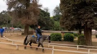 Griffith Park Pony Rides and Petting Zoo