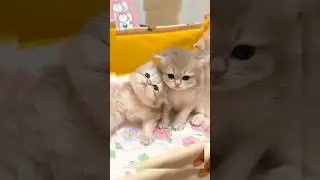 cute cats #shortsfeed #cat #pets  #entertainment #kitten #funnycats