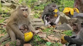 Mom Rose, Jazzy and Gladis eating mango very yummy while breastfeeding her babies little monkey🐒🥭