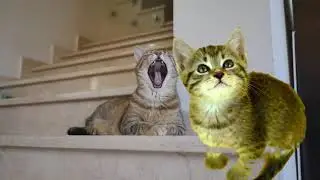 cute cat video rick roll ! cute dog !funny tik tok video ! funny animals ! #vural #shortsvideo