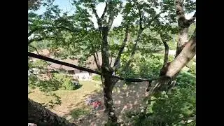 Haubanage d&rsquo;un grand &eacute;rable gr&acirc;ce au syst&egrave;me boa.