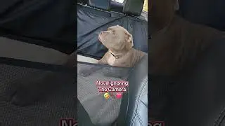 My Dog Know How To Ignore The Camera 🤣🐕🐾❤️