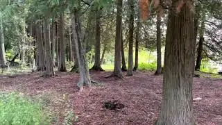 Rock Island State Park - Campsite 16