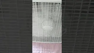 Lasko 20-in box fan