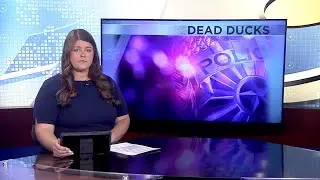 Onalaska man charged with Mistreatment of Animals after deceased ducks found on property
