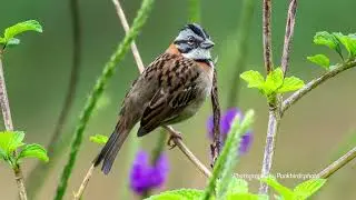 Rufous-collared Sparrow (Zonotrichia capensis)
