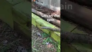 Giant hornet trying to fly #hornets #bees #wasp