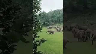 48 हाथियों का दल चोटिया के जंगल में कर रहे हैं विचरण#Wild elephant#जंगली हाथी