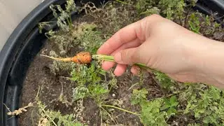 Ранний сбор молодой моркови после жары