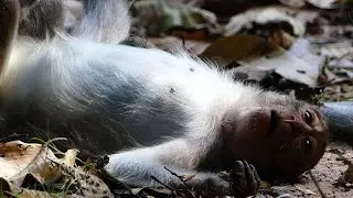 Monkey Jade Giving Much Time Over To Jinx Until Now. Grow Up, Independent But Need Mom Take Care.