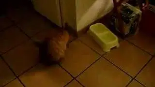 fat cat steals other cat's moth & eats it