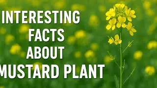 Interesting facts about Mustard plant. @simplythebestbio 