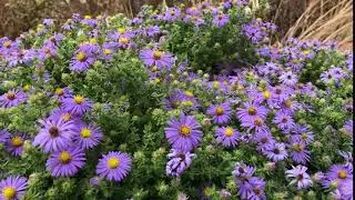 Honeybees on Symphyotrichum oblongifolium (aromatic aster)