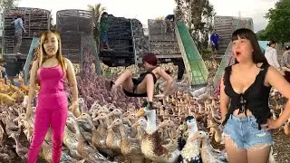 Full:Video of the journey of the duck truck to the new land