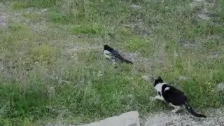 Cat Vs Magpie Bird