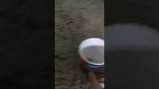 Huskys treat cup