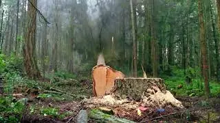 Tree Removal Western Sydney