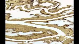 Patti Trimble Shenandoah or Always a River, with Peter Whitehead