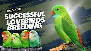 Unlocking the Secrets of Successful Lovebirds Breeding