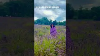Mayfield Lavender Farm in England #lavender #travelblogger #nature