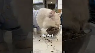 Кот ест огромными кусками 😂❤️