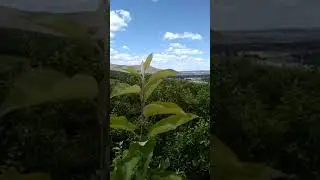 chambeando en el descuate d manzana
