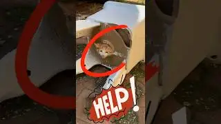 Touching Rescue Mission: Kitten Trapped in a Clay Pot #shorts #short #shortvideo #cat #catlover