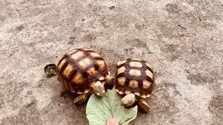 Tortoise Lovers EP.185 ( Tortoise eating sweet potato leaves then walk around )