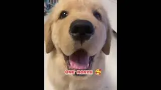 cutie transformation