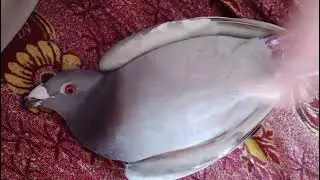 Racer pigeon top quality imported bloodline