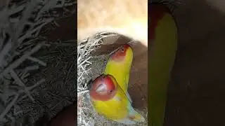 love bird breeding setup season start