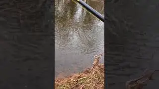 Spring steelhead Sandy Creek New York 2018