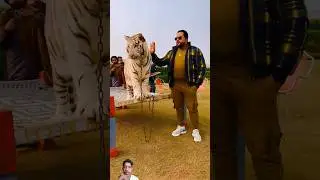 #newsong #song #music #tiger #lion #animals #dog #funny #punjabi #punjabisong