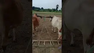 #village #agriculture #image